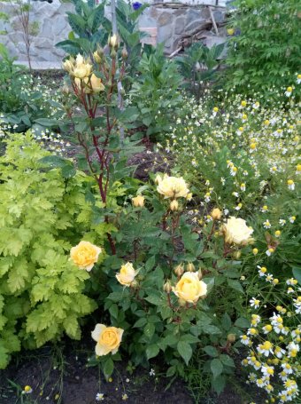 Павел Алешкевич - image-0-02-05-5fc3bc2b8ddca46fadea3bd93eed67bc5aa8b13762540d3e7ffbcb5459c1237c-V